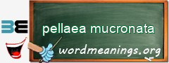 WordMeaning blackboard for pellaea mucronata